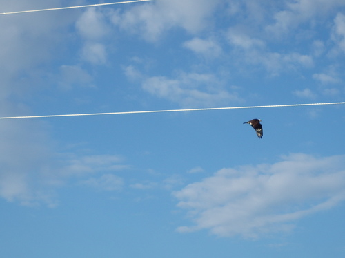 GDMBR: The Osprey's mate in flight (from the previous posted nest photo).